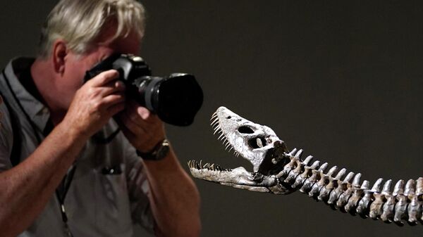 Фотограф сфотографировал Несси, установленный скелет Plesiosaur Cryptoclidus во время предварительного просмотра аукциона Sotheby's в Нью-Йорке, США - Sputnik Казахстан