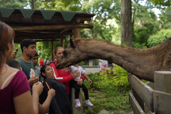 Верблюд пытается &quot;пообщаться&quot; с посетителями зоопарка в Каракасе, Венесуэла. - Sputnik Казахстан
