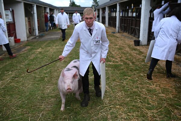Дрессировщики прогуливаются со свиньями в первый день Великой Йоркширской выставки, Великобритания.  - Sputnik Казахстан