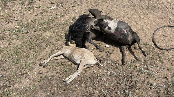 Несколько десятков овец сгорели в степном пожаре в Павлодарской области - Sputnik Казахстан