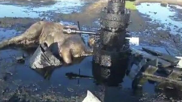 Гибель верблюда на месте утечки нефти в Мангистау прокомментировали в Минэкологии - Sputnik Қазақстан