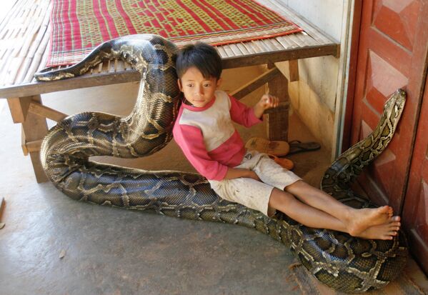 Иероглифовый питон. Питоны относятся к крупным змеям, а такой вот красавец может вырасти больше шести метров. При этом его вес достигает 100-120 кг. На фото: мальчик играет с огромным питоном в деревне в Камбоджи. - Sputnik Казахстан