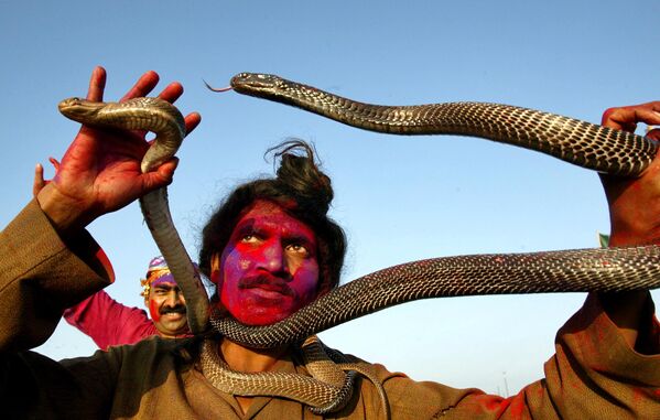 Заклинатель змей выступает с ядовитыми рептилиями в Индии. - Sputnik Казахстан