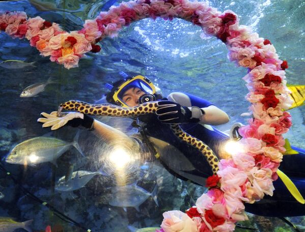 Морская змея плавает во время шоу  в аквариуме с дайвером, Токио. - Sputnik Казахстан
