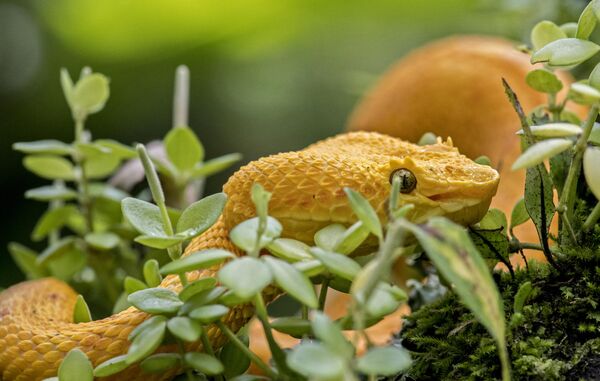 Ядовитая змея Бокарака, Коста-Рика. - Sputnik Казахстан