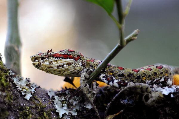 Ядовитая змея Бокарака, или иначе оропель в серпентарии, Коста-Рика. - Sputnik Казахстан