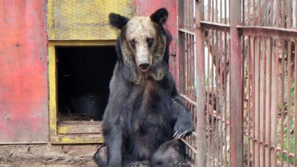 Медведь напал на сотрудника зоны отдыха на севере Казахстана - Sputnik Қазақстан