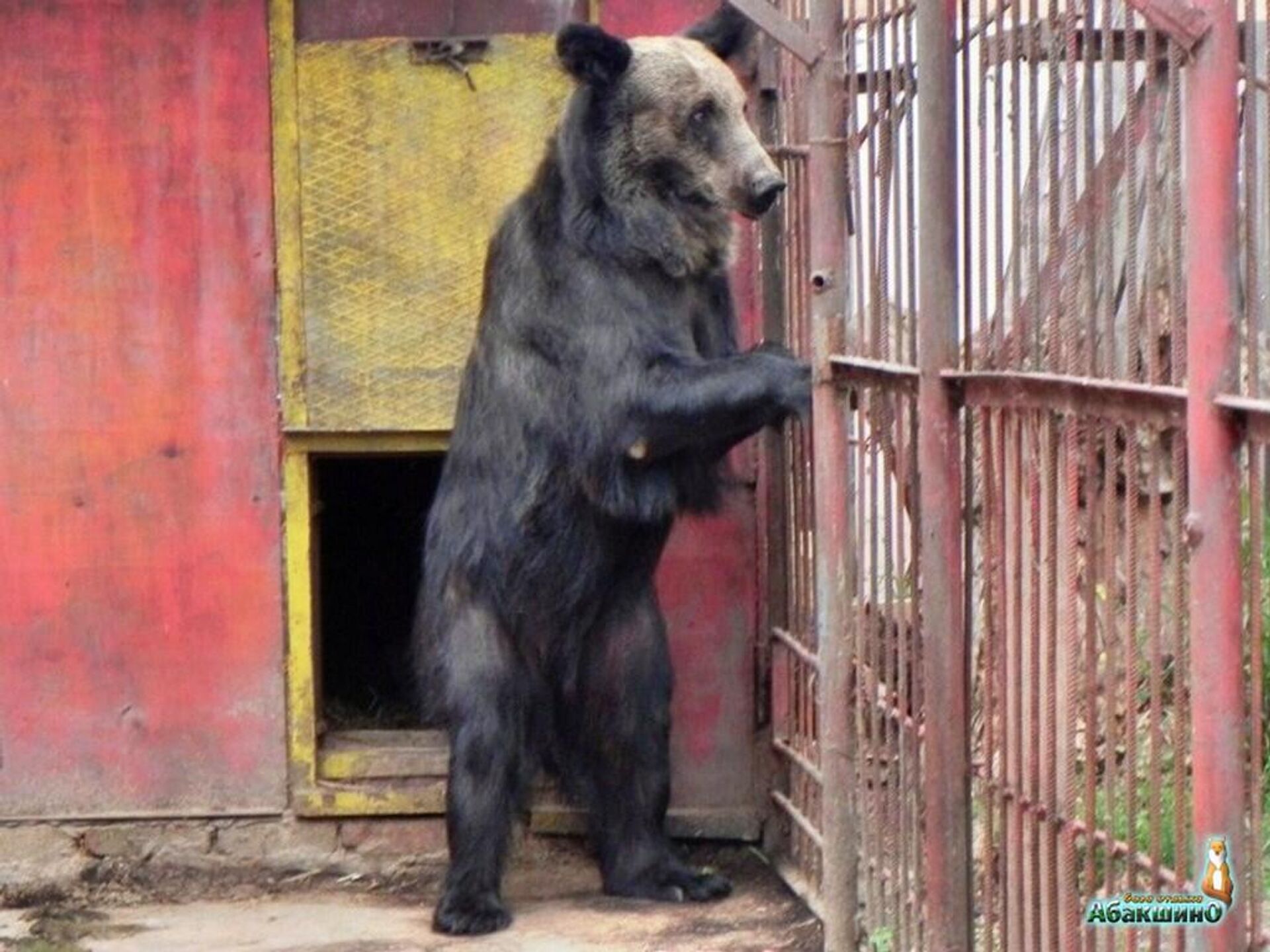 Медведь напал на сотрудника зоны отдыха на севере Казахстана - Sputnik Казахстан, 1920, 24.07.2023