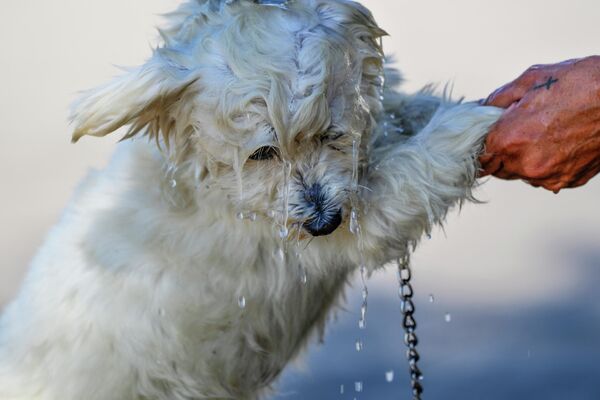 Женщина купает собаку во время жаркой погоды в Ливане. - Sputnik Казахстан