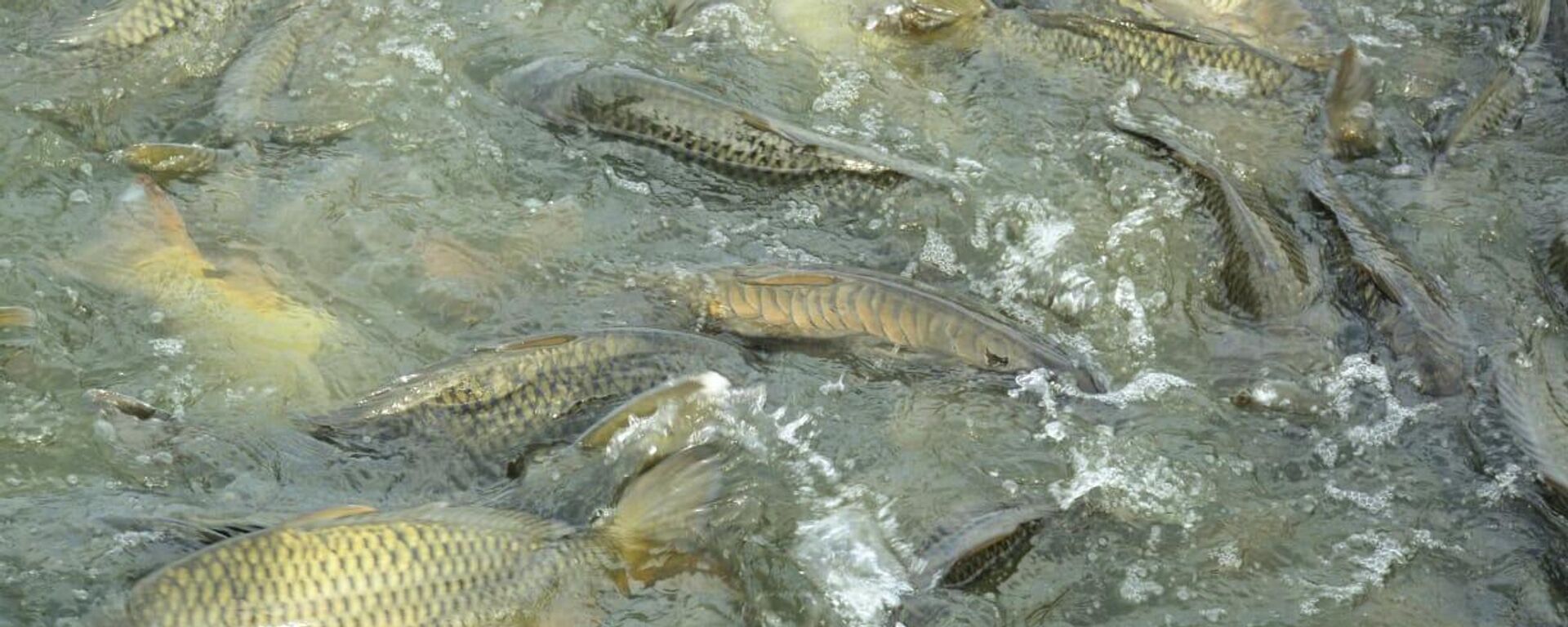  Региональная программа развития рыбного хозяйства - Sputnik Қазақстан, 1920, 23.02.2025