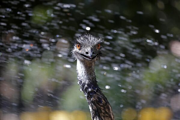 Птица эму охлаждается водой в условиях резкого повышения температуры в контактном зоопарке, Израиль. - Sputnik Казахстан