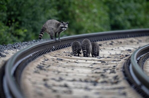 Семья енотов прогуливается по рельсам железной дороги в Верхайме, Германия.  - Sputnik Казахстан