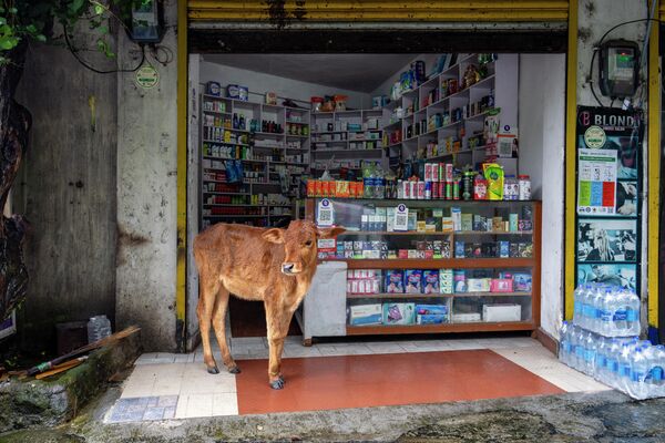 Теленок спрятался под навесом аптеки, чтобы укрыться от дождя, в Дхарамсале, Индия. - Sputnik Казахстан