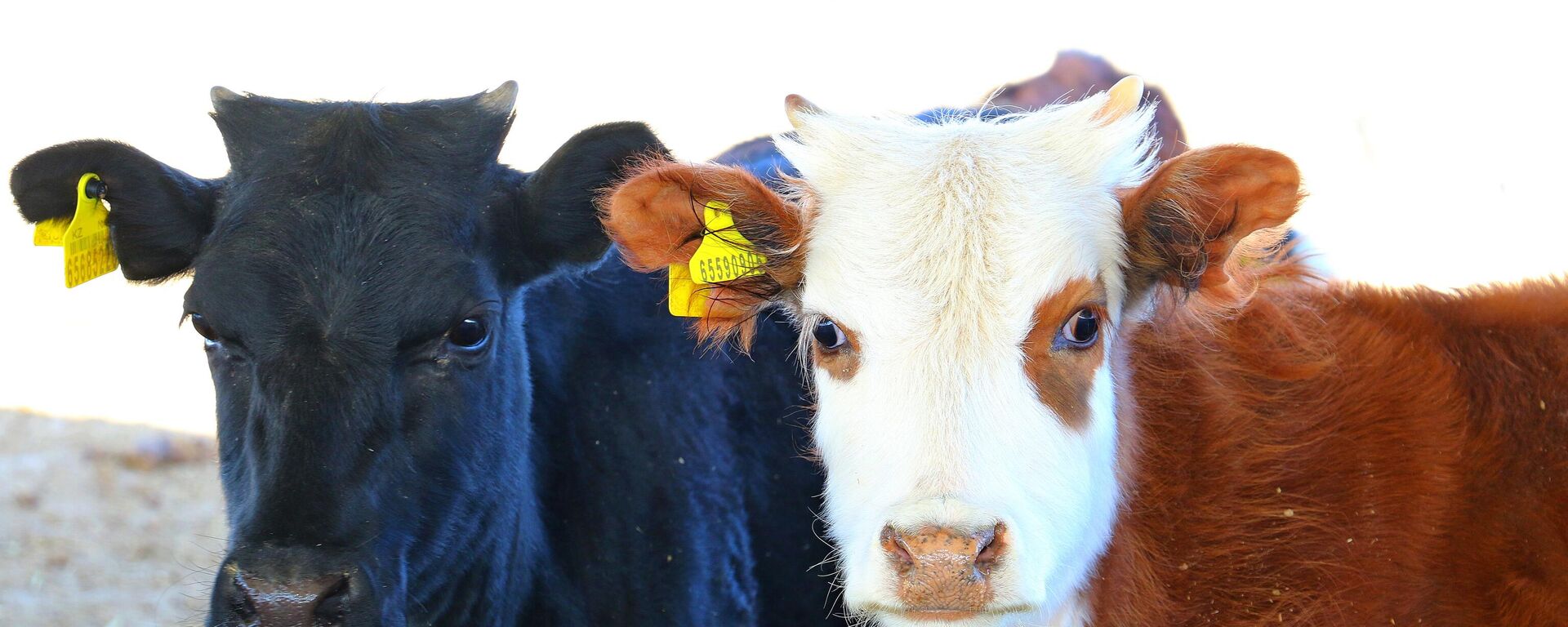 Коровы - Sputnik Казахстан, 1920, 26.08.2024