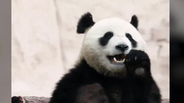 В зоопарке впервые родился детеныш панды ― видео - Sputnik Казахстан