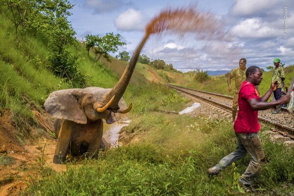 Слон, которого сбил поезд в Национальном парке Лопе, Габон. Автор Джаспер Доэст.  - Sputnik Казахстан