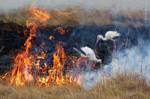 Пара белых аистов на фоне пожара и выжженной земли в Кении. Автор Эльза Фридлендер. - Sputnik Казахстан