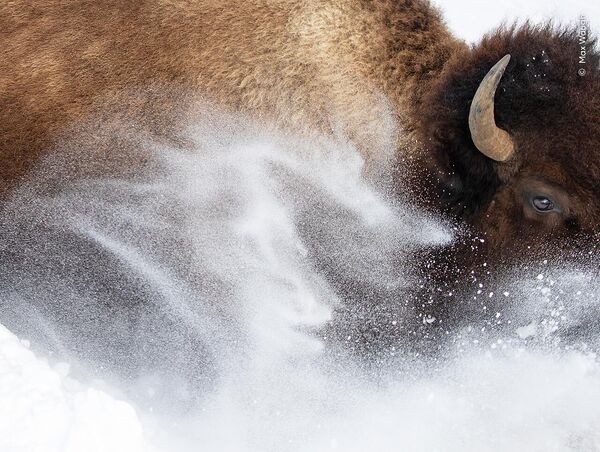Бизон в снегу, Йеллоустонский национальный парк, Вайоминг. Автор Макс Вог.  - Sputnik Казахстан