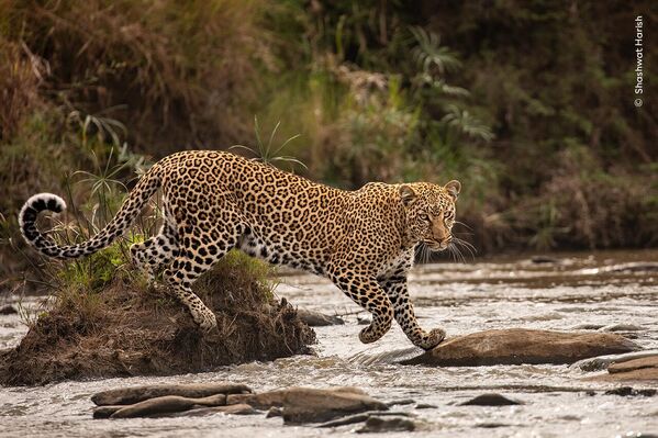 Изящный леопард в Национальном заповеднике Масаи Мара, Кения. Автор Шашват Хариш. - Sputnik Казахстан