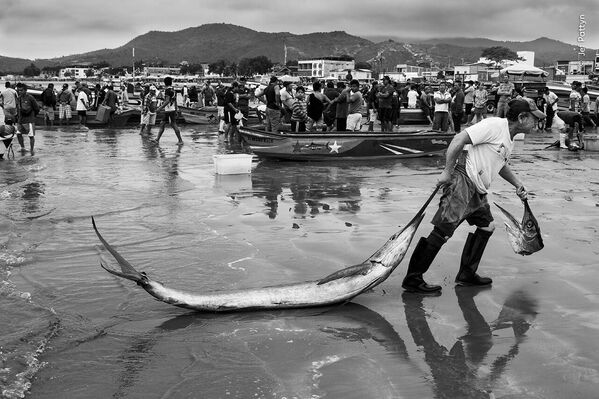 &quot;Ценный улов&quot;, фотограф Джеф Паттин. На снимке изображен рыбак, который тянет за собой по пляжу пойманную рыбу-парусника.  - Sputnik Казахстан