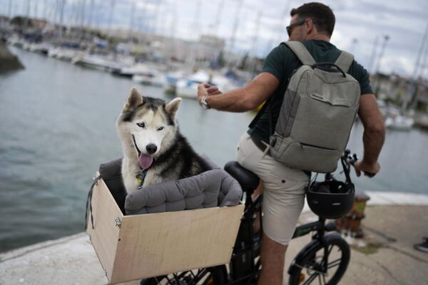 &quot;В &quot;четырех стенах&quot; по всему свету&quot;. На фото: пёс сидит в большой коробке на заднем сиденье хозяйского велосипеда в Португалии.  - Sputnik Казахстан