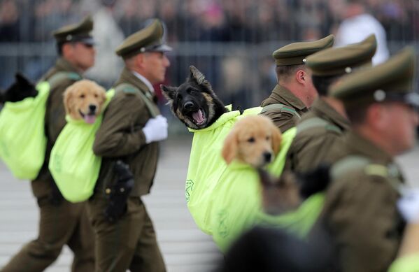 А это милое фото на днях сделано в День независимости Чили - 18 сентября. На фото: собаки полицейского подразделения К9 участвуют в военном параде, организованном в честь большого государственного праздника.  - Sputnik Казахстан