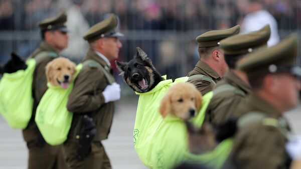 Собаки полицейского подразделения К9 в День независимости, Чили - Sputnik Казахстан