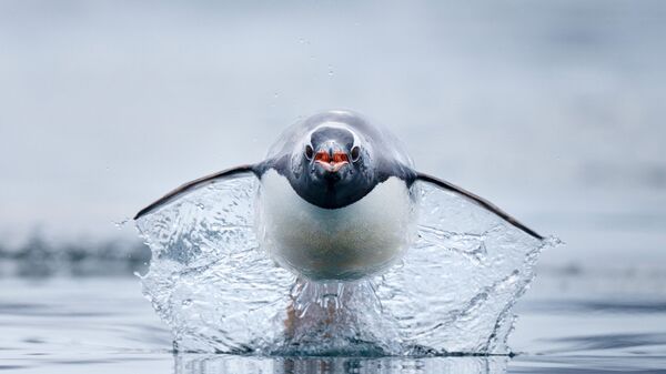 Папуан пингвині – әлемдегі ең жылдам пингвин түрі. - Sputnik Қазақстан