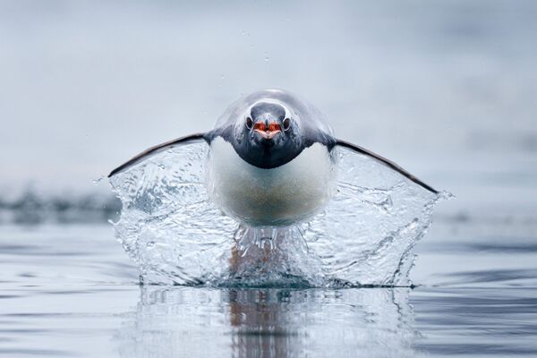 Папуан пингвині – әлемдегі ең жылдам пингвин түрі. Суреттің бас кейіпкері Антарктидадағы суда фотографтың қайығына қарай жүгіріп келе жатыр. Сурет авторы – байқауда екінші орын алған Крейг Пэрри. - Sputnik Қазақстан