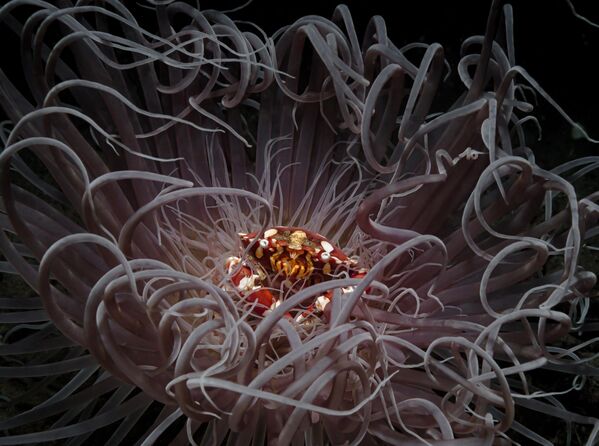 Краб сидит в центре актинии, покачивающейся на волнах в океанском течении. Снимок фотографа Андрея Савина.  - Sputnik Казахстан