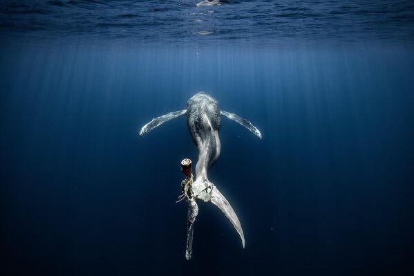 Альваро Лопес сфотографировал кита, который запутался в снастях и повредил плавники. Однако несмотря на раны кит продолжал бороться (Мексика).  - Sputnik Казахстан