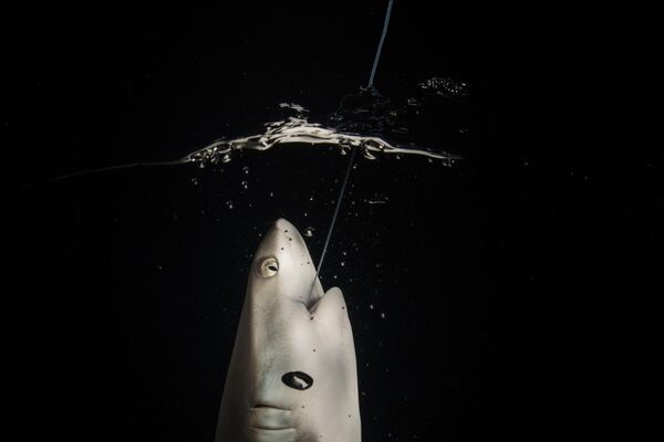 Андаман теңізінде түнде жас риф акуласы балықшының қармағына түсіп қалды, Мьянма. Авторы – Сирачай Арунругстичай. - Sputnik Қазақстан