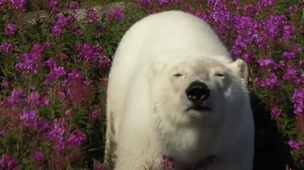 Белые медведи прогуливаются по полям полевых цветов - Sputnik Казахстан