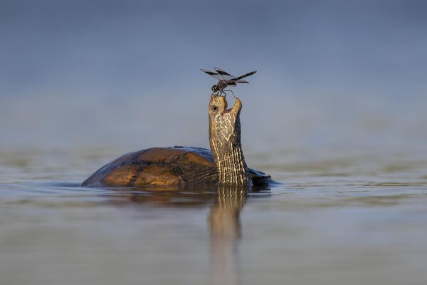 &quot;Счастливая черепаха&quot;, фотограф Tzahi Finkelstein. - Sputnik Казахстан