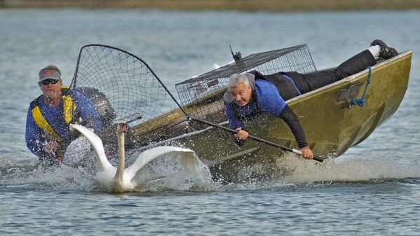 Стив Платт (справа) и Стив Уильямс готовятся поймать лебедя для медицинского обследования на озере Мортон, США. - Sputnik Казахстан