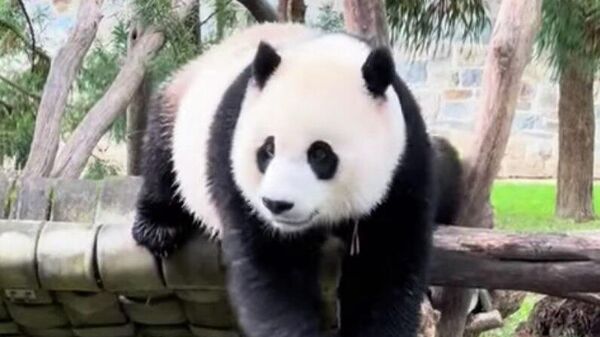 Игривые панды в Национальном зоопарке - Sputnik Казахстан