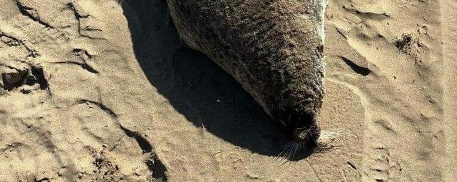 мертый тюлень - Sputnik Қазақстан, 1920, 04.11.2025