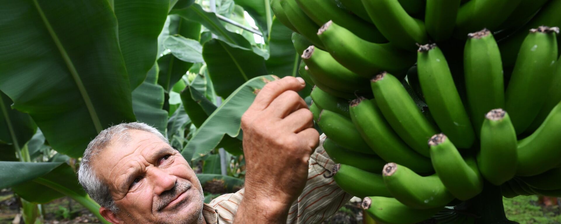 Зеленые бананы  - Sputnik Казахстан, 1920, 18.10.2023