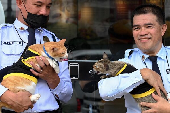 Охранники держат кошек возле сети быстрого питания в Кесон-Сити, Филиппины. - Sputnik Казахстан