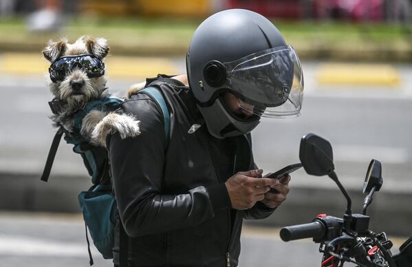 Мотоциклист проверяет свой мобильный телефон, держа на спине собаку в темных очках в Боготе, Колумбия. - Sputnik Казахстан