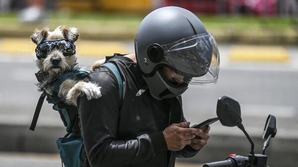 Мотоциклист проверяет свой мобильный телефон, держа на спине собаку в темных очках в Боготе, Колумбия  - Sputnik Казахстан