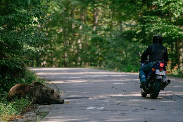 Медведь ждет, когда водители принесут еду, Румыния. - Sputnik Казахстан