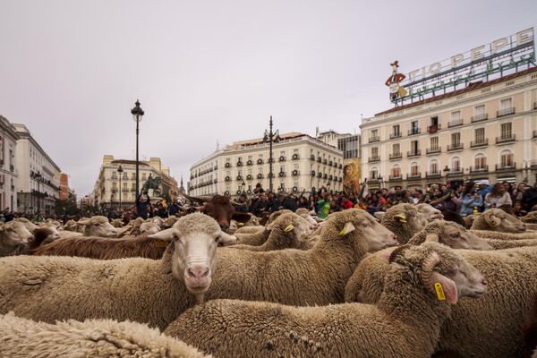 Сотни овец ведут во время ежегодного парада в Мадриде, Испания. - Sputnik Казахстан