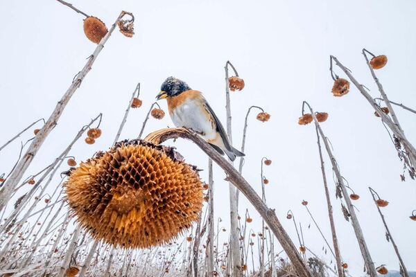 Снимок из серии &quot;Подсолнечный рай&quot; польского фотографа Mateusz Piesia - Sputnik Казахстан