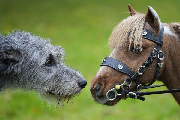 Собака смотрит на маленького пони на пресс-конференции предстоящей выставки собак и лошадей в Дортмунде, Германия. - Sputnik Казахстан
