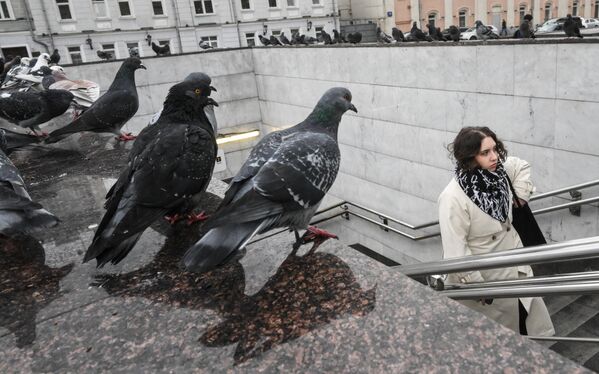 Девушка выходит из подземного пешеходного перехода в Москве под пристальные взгляды голубей. - Sputnik Казахстан
