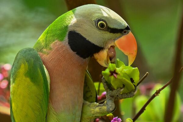 Вот такой веселый и яркий попугай, который ест плоды с дерева в саду Сингапура, привлек внимание фотографа. - Sputnik Казахстан