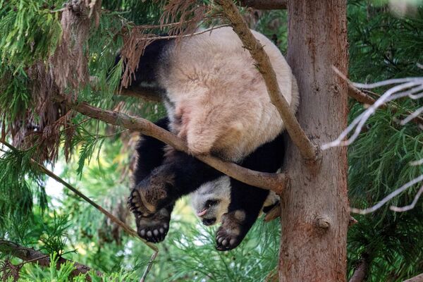А вот смешная, задорная панда Сяо Ци Цзи спит на дереве в Национальном зоопарке Смитсоновского института в Вашингтоне, США. - Sputnik Казахстан