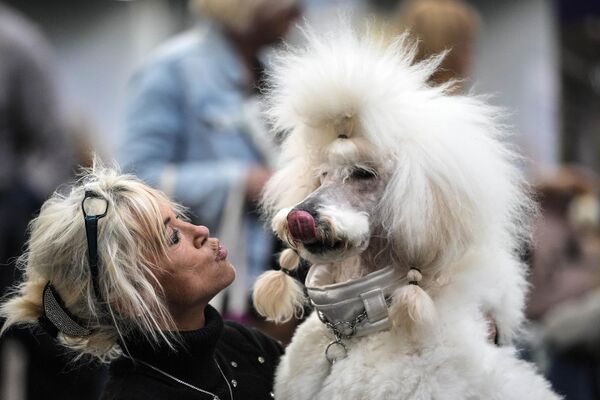 И еще один забавный снимок в выставке собак в Дортмунде в Германии, на котором женщина целует своего любимого пуделя.  - Sputnik Казахстан