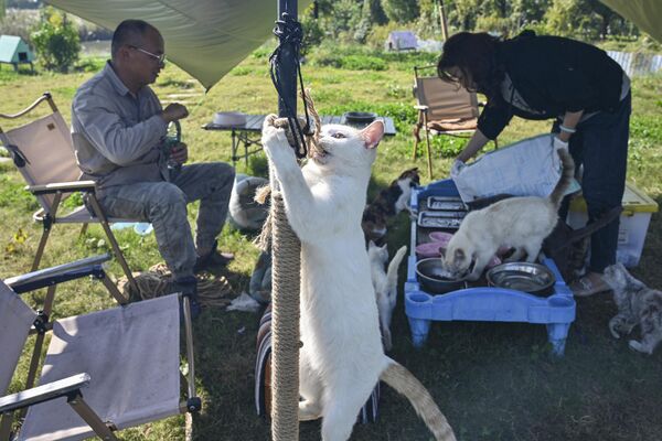 Спасенная кошка из приюта для животных хулиганила в городе в Тайцань, Китай. - Sputnik Казахстан